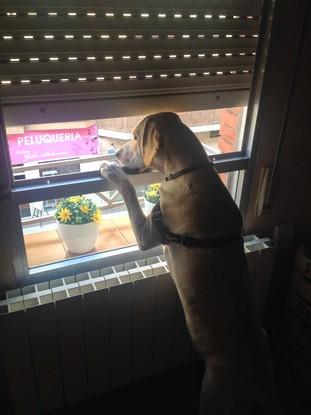 Freddie, asomado en en la ventana.