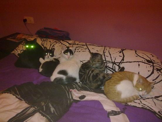 Los actuales reyes de casa.