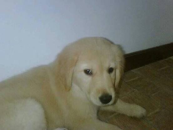 Mi perro poker de cachorro