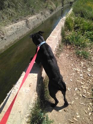 Paseando perritos de la protectora Modeprán.