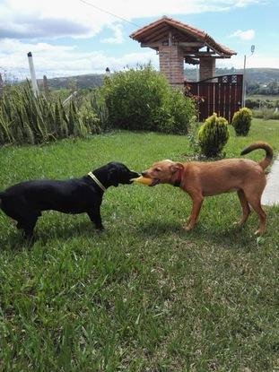 Coky y Estrellita