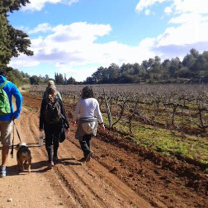 Caminando por las viñas..