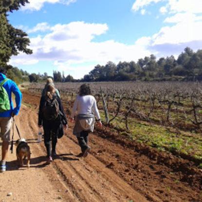 Caminando por las viñas..