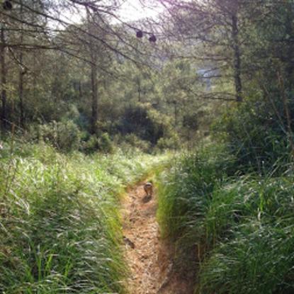 Corriendo por el bosque..