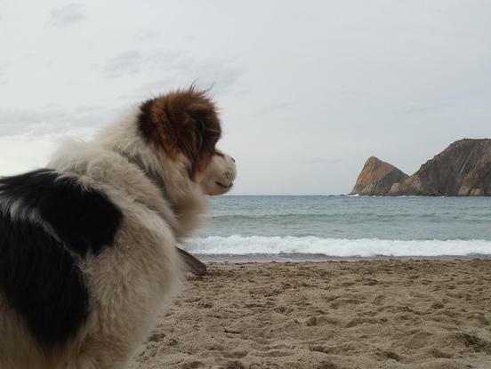 Este es mi gran amigo y compañero Bob. 14años a mi lado❤🐾