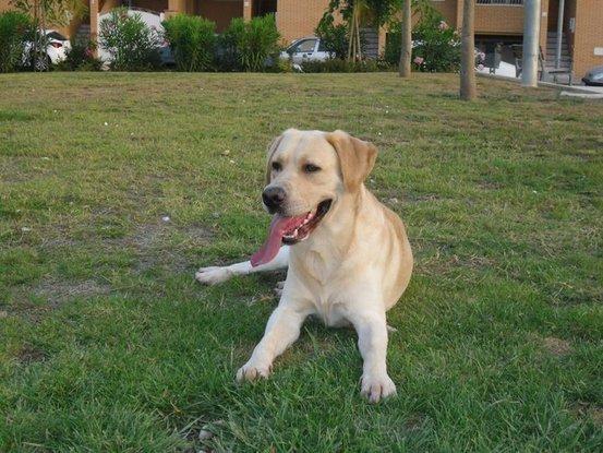 Baloo