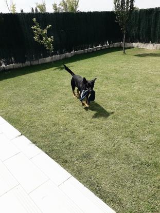 Napo jugando en el jardín