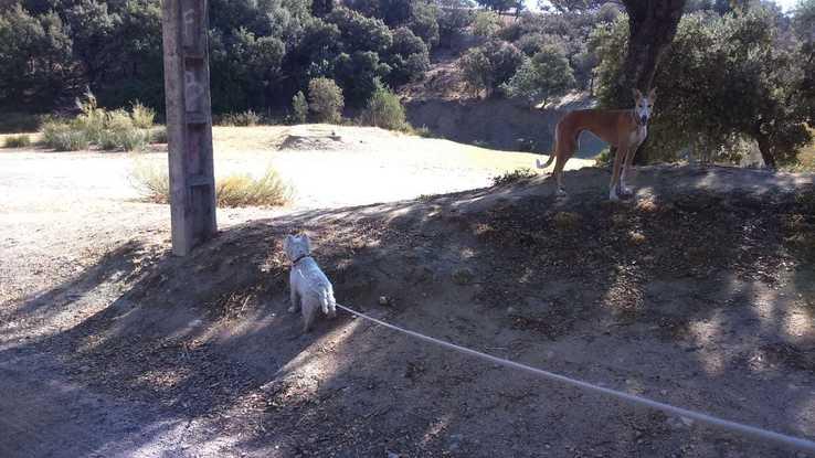 Paseo por el Encinar 