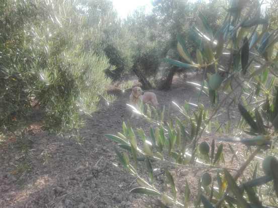 Finca cercada olivar para que puedan correr sueltos