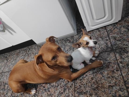 Peke y Thor esperando que se les sirva su comida!!