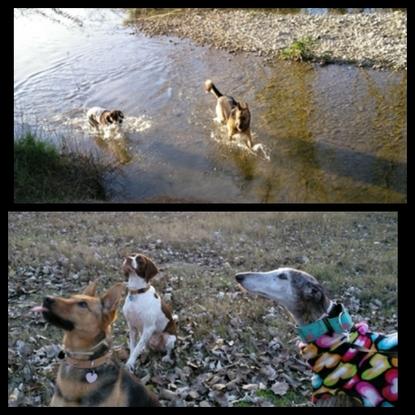 Paseos por el campo