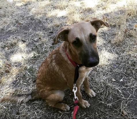 Mat, es un perro mestizo que acogimos de una cuidadora.