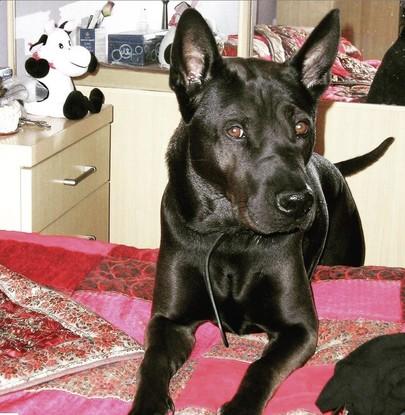 Juno fue el primer perro que tuve, Falleció hace un par de años con 14.