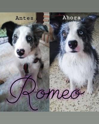 A Romeo ya lo cuidamos cuando pequeñito, ahora está echo todo un perro!! 😍🐶