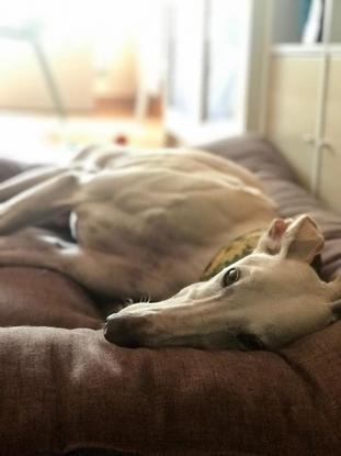 Este es Fénix, un galgo español súper bueno al que estamos cuidando.