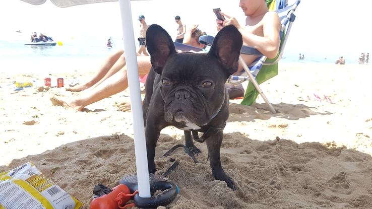 Mi perro