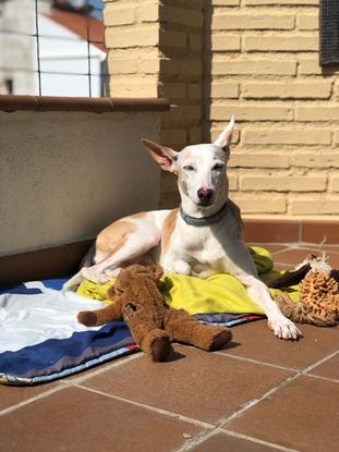 Tana tomando el sol en nuestra terraza, como le encanta.