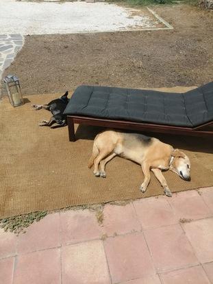 Tomando el sol.