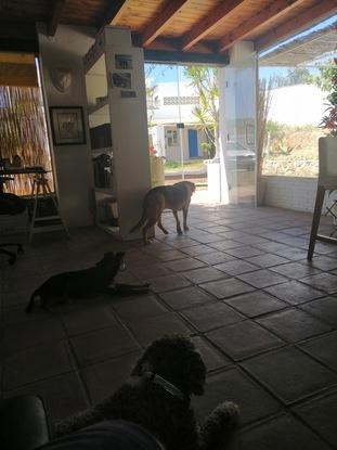 Zona VIPerrito.