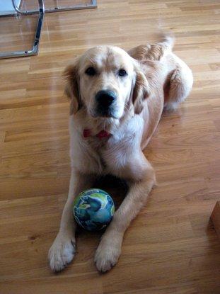 Nola juguetona con su pelota.