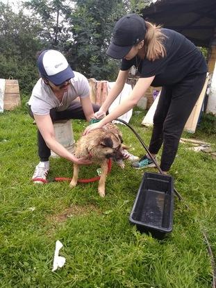 Bañando perritos!