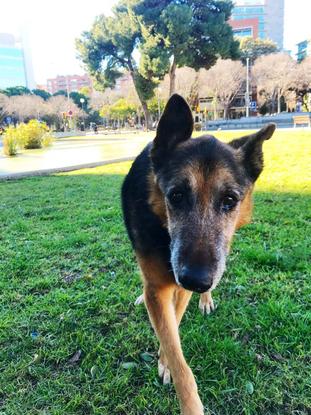 Kirita paseando en el parque