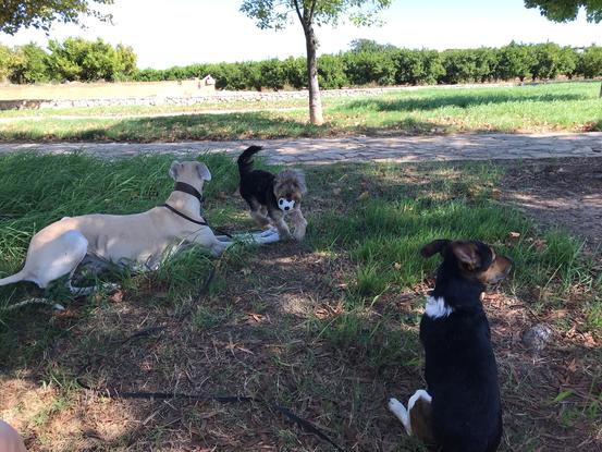 Relajándonos bajo la sombrita con Boni, Lucky, y Mailo