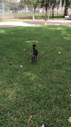 Jugando en el parque 