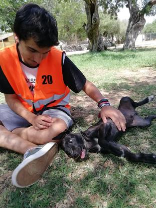 Cachorrito en la perrera jugando