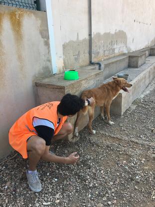 Jugando en la perrera