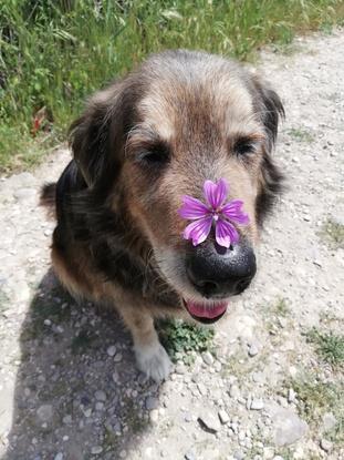 Mi perrito Nervy de 10 años al que acogí y cuide durante 1 año ❤️ 