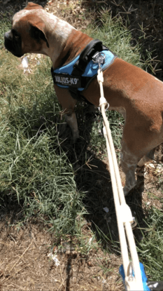 Paseo con Thor en el parque, el Boxer juguetón de Samanta :)