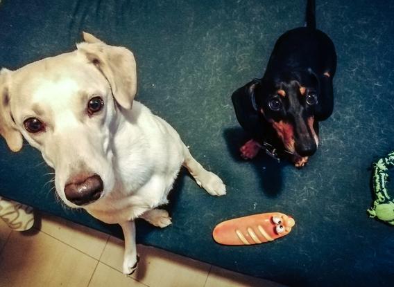 George ❤️ y Chipo jugando en casa