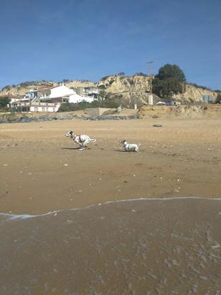 Laika y Rhoda disfrutando de un día de playa