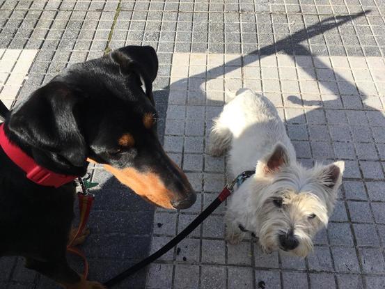 Paseando con Hilda y Berta