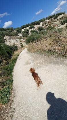 Via verde cerca de casa