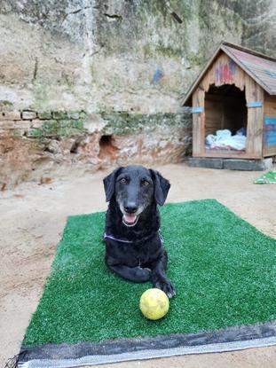 Black Sabbath, el perrito más simpático del refugio que todavía sigue buscando un hogar. (en Brasil) 