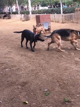 Paseando a los 2 perritos 🐶 que tenía a Cargo☺️