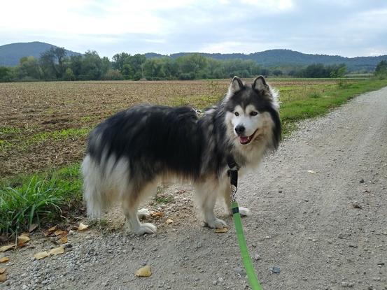 De paseo con la preciosa Lluna por Medinyà