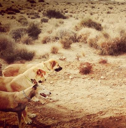 Chumbo y Bahïa con Roma en el descampado. Dos cachorrones de mastín rescatados de la Juaida. 
Ya felices adoptados en Francia. 