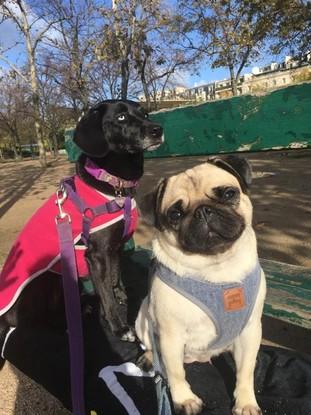 Lola y mora, cuidados en Paris.