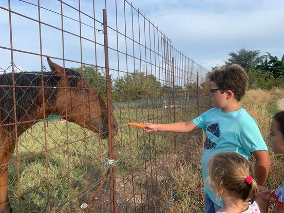 Blanca y Álvaro dándole de comer a los caballos en Navarra