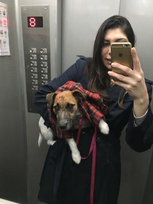 Perrita que solía alojar y pasear en São Paulo