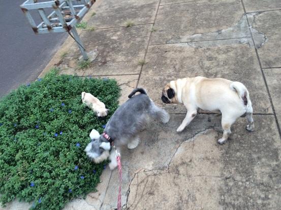 Perritos de mi familia en Brasil