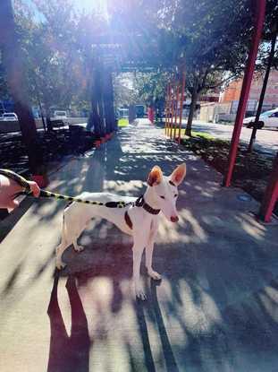 Katy ♡ una perrita que tuvimos de acogida hasta que encontraron al dueño