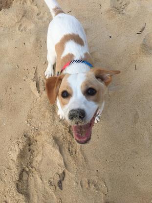 cajú en la playa