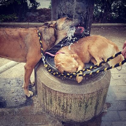 Hay que refrescarse después de un paseo!