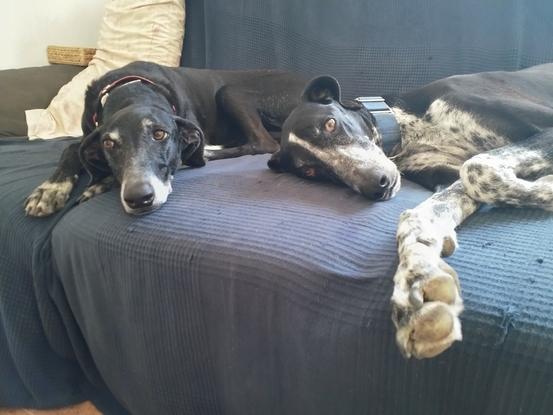 Mis perros