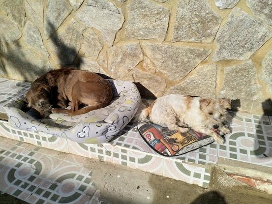 Bruna y Chase tomando el sol