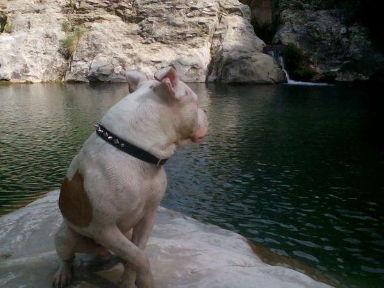 Noah, disfrutando de un dia de baño en su sitio favorito